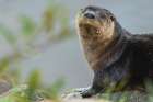 River otter pauses for a moment while foraging along a river bank in the arctic country Botanical Print